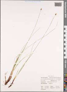 Carex capitata Sol., Siberia, Chukotka & Kamchatka (S7) (Russia)