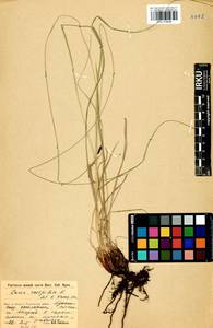 Carex cespitosa L., Siberia, Baikal & Transbaikal region (S4) (Russia)