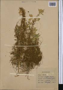 Cuscuta epithymum (L.) L., Western Europe (EUR) (Hungary)