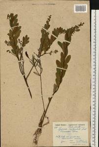 Chamaedaphne calyculata (L.) Moench, Eastern Europe, Moscow region (E4a) (Russia)