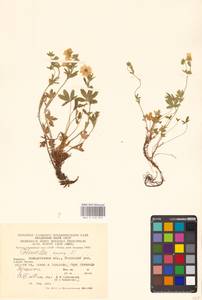 Potentilla aurea L., Eastern Europe, West Ukrainian region (E13) (Ukraine)
