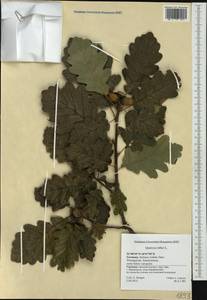 Quercus robur L., Western Europe (EUR) (Germany)