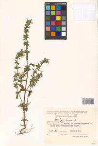 Stachys annua (L.) L., Eastern Europe, Moscow region (E4a) (Russia)