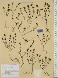 Satureja hortensis L., Caucasus, North Ossetia, Ingushetia & Chechnya (K1c) (Russia)