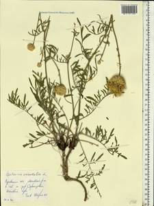 Centaurea orientalis L., Eastern Europe, North Ukrainian region (E11) (Ukraine)