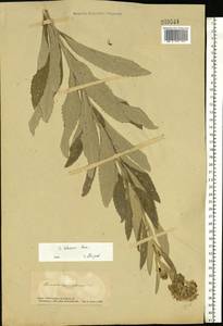 Jacobaea paludosa subsp. lanata (Holub) B. Nord., Eastern Europe, South Ukrainian region (E12) (Ukraine)