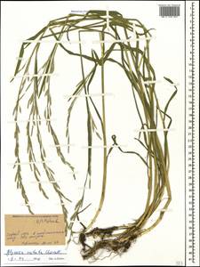 Glyceria notata Chevall., Caucasus, Stavropol Krai, Karachay-Cherkessia & Kabardino-Balkaria (K1b) (Russia)