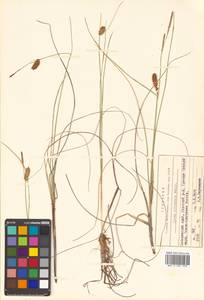 Carex rotundata Wahlenb., Siberia, Russian Far East (S6) (Russia)