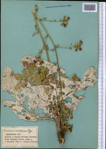 Arctium umbrosum (Bunge) Kuntze, Middle Asia, Pamir & Pamiro-Alai (M2) (Tajikistan)