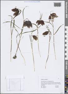 Fritillaria meleagris L., Eastern Europe, Central region (E4) (Russia)