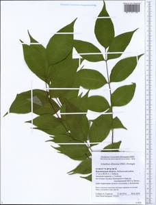 Ailanthus altissima (Miller) Swingle, Eastern Europe, Central forest-and-steppe region (E6) (Russia)