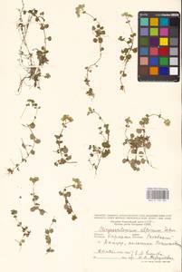 Chrysosplenium alpinum (Schur) Schur, Eastern Europe, West Ukrainian region (E13) (Ukraine)