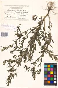 Chenopodium acuminatum Willd., Eastern Europe, Moscow region (E4a) (Russia)
