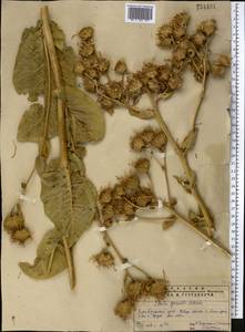 Inula grandis Schrenk ex Fisch. & C. A. Mey., Middle Asia, Pamir & Pamiro-Alai (M2) (Uzbekistan)