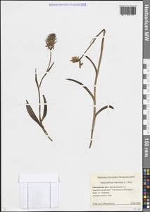 Dactylorhiza maculata (L.) Soó, Eastern Europe, Western region (E3) (Russia)