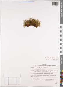 Cherleria biflora (L.) A. J. Moore & Dillenb., Siberia, Russian Far East (S6) (Russia)