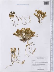 Sedum acre L., America (AMER) (Canada)