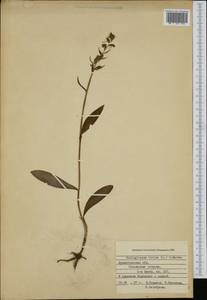 Dactylorhiza viridis (L.) R.M.Bateman, Pridgeon & M.W.Chase, Eastern Europe, Northern region (E1) (Russia)