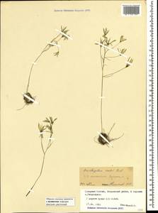 Ornithogalum orthophyllum subsp. kochii (Parl.) Zahar., Caucasus, North Ossetia, Ingushetia & Chechnya (K1c) (Russia)
