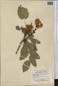 Mahonia aquifolium (Pursh) Nutt., America (AMER) (Canada)