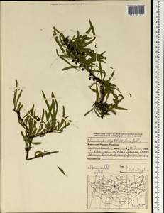 Rhamnus erythroxyloides subsp. erythroxyloides, Mongolia (MONG) (Mongolia)