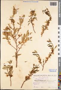 Prunus tenella Batsch, Eastern Europe, North Ukrainian region (E11) (Ukraine)