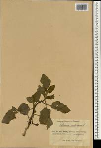 Solanum melongena L., South Asia, South Asia (Asia outside ex-Soviet states and Mongolia) (ASIA) (China)