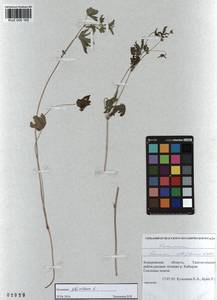 KUZ 000 162, Geranium sibiricum L., Siberia, Altai & Sayany Mountains (S2) (Russia)