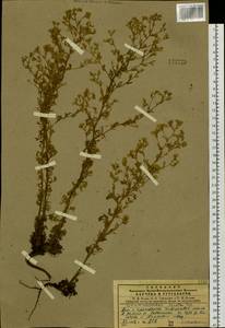 Chamaerhodos erecta (L.) Bunge, Siberia, Central Siberia (S3) (Russia)