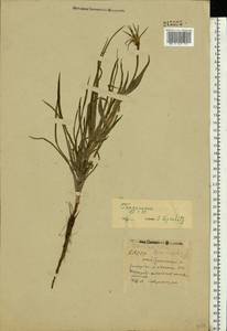 Tragopogon, Eastern Europe, Eastern region (E10) (Russia)