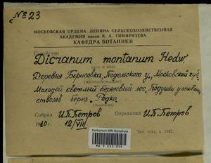 Orthodicranum montanum (Hedw.) Loeske, Bryophytes, Bryophytes - Moscow City & Moscow Oblast (B6a) (Russia)