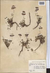 Hedysarum poncinsii Franch., Middle Asia, Pamir & Pamiro-Alai (M2) (Kyrgyzstan)