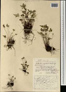 Aleuritopteris argentea (S. G. Gmel.) Fée, Mongolia (MONG) (Mongolia)