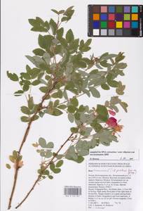 Rosa majalis Herrm., Eastern Europe, Lower Volga region (E9) (Russia)