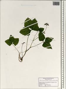 Spuriopimpinella calycina (Maxim.) Kitag., South Asia, South Asia (Asia outside ex-Soviet states and Mongolia) (ASIA) (South Korea)