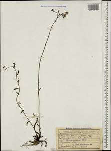 Pilosella leptophyton subsp. leptophyton, Caucasus, Krasnodar Krai & Adygea (K1a) (Russia)