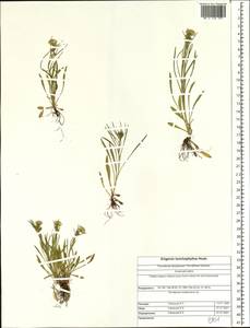 Erigeron lonchophyllus Hook., Siberia, Altai & Sayany Mountains (S2) (Russia)