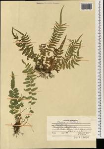 Pteris vittata L., South Asia, South Asia (Asia outside ex-Soviet states and Mongolia) (ASIA) (Afghanistan)