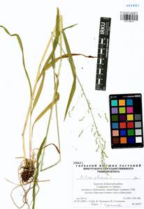 Milium effusum L., Siberia, Baikal & Transbaikal region (S4) (Russia)