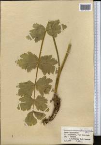Semenovia dasycarpa (Regel & Schmalh.) Korovin ex Pimenov & V. N. Tikhom., Middle Asia, Pamir & Pamiro-Alai (M2) (Tajikistan)