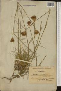 Dianthus pinifolius, Western Europe (EUR) (Serbia)