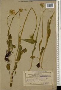 Doronicum oblongifolium A. DC., Caucasus, Armenia (K5) (Armenia)