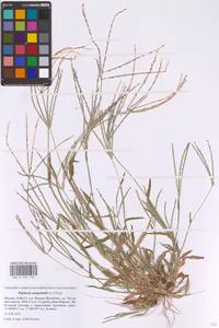 Digitaria sanguinalis (L.) Scop., Eastern Europe, Moscow region (E4a) (Russia)
