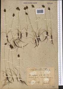 Carex stenophylla subsp. stenophylloides (V.I.Krecz.) T.V.Egorova, Middle Asia, Syr-Darian deserts & Kyzylkum (M7) (Uzbekistan)