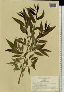 Salix fragilis L., Eastern Europe, Central region (E4) (Russia)