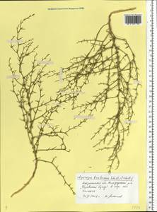 Asparagus brachyphyllus Turcz., Eastern Europe, Lower Volga region (E9) (Russia)