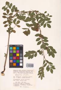 Glycyrrhiza echinata L., Middle Asia, Caspian Ustyurt & Northern Aralia (M8) (Kazakhstan)