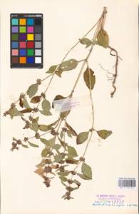 MHA 0 158 241, Mentha arvensis L., Eastern Europe, Estonia (E2c) (Estonia)