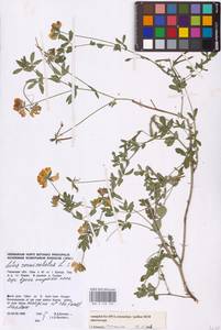 Lotus corniculatus L., Eastern Europe, Eastern region (E10) (Russia)