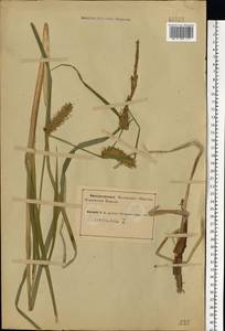 Carex vesicaria L., Eastern Europe, Northern region (E1) (Russia)
